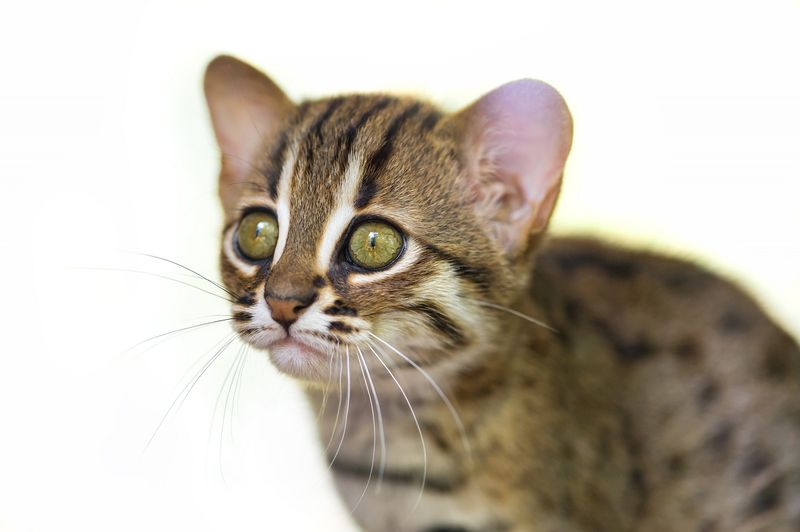 Illustration for article titled ZOMG BABY RUSTY-SPOTTED CATS!!!